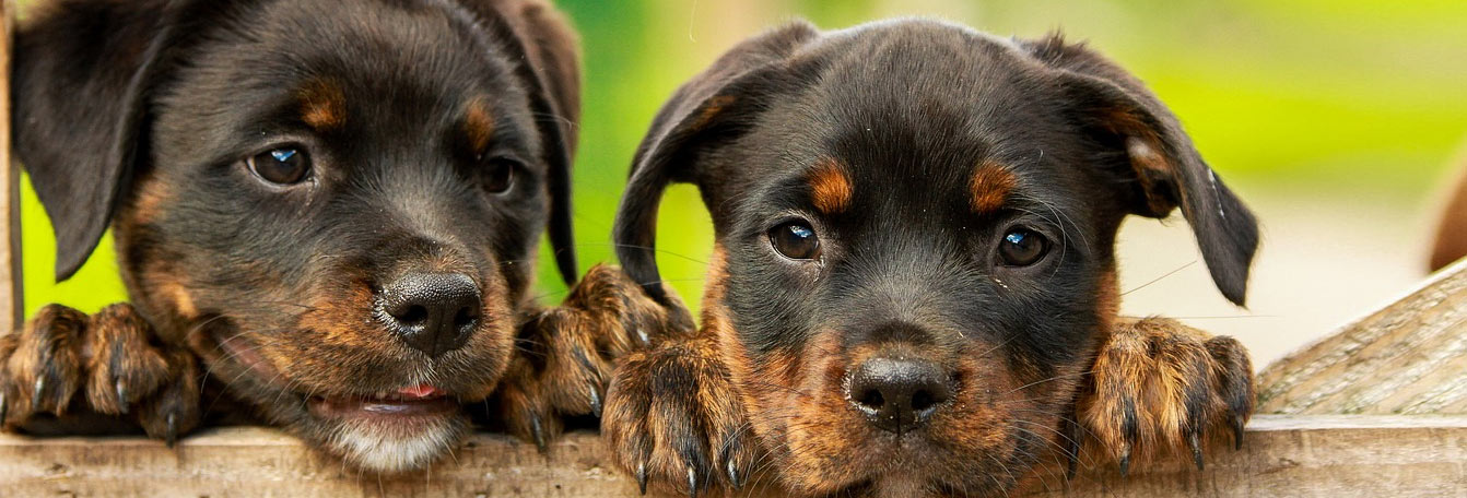 Concord veterinarians