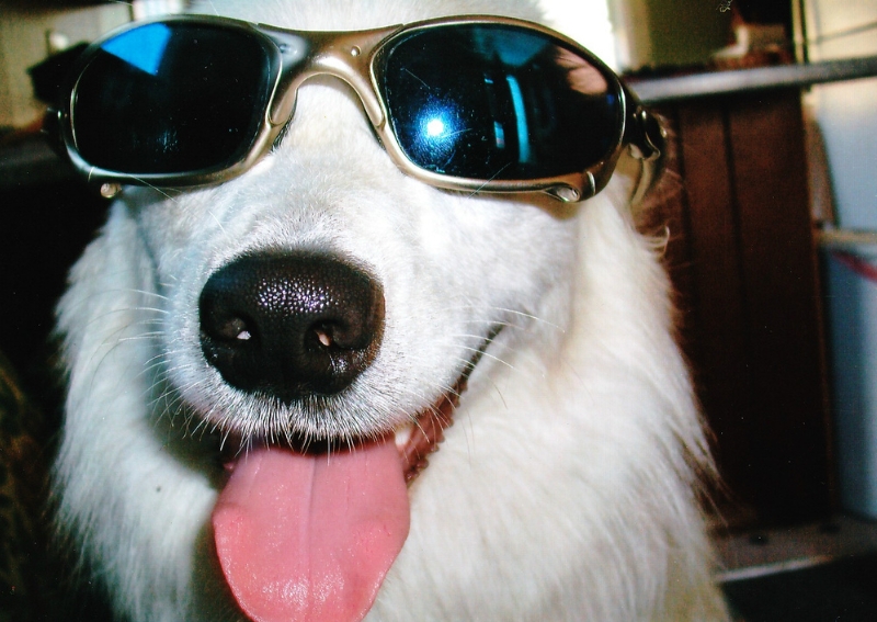 Carousel Slide 7: Dog with Sunglasses